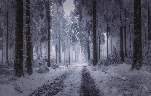 Зима, дорога, лес, природа