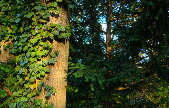 Forest, tree, plant, twigs