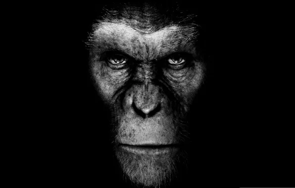Картинка кино, фильм, обезьяна, черный фон, восстание планеты обезьян, rise of the planet of the apes