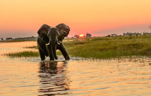 Sunset, water, bath, elephant