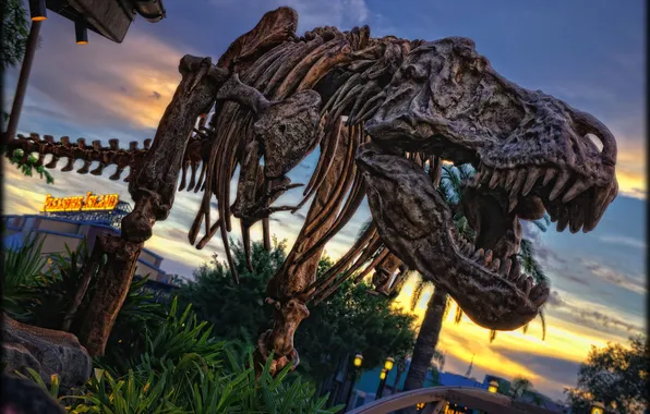 Динозавр, кости, скелет, photo, photographer, Disneyland, рекс, парк развлечений