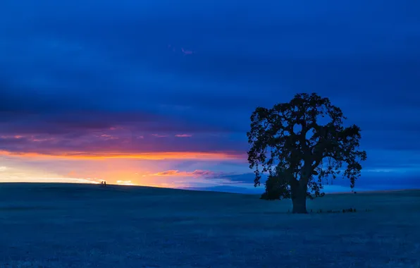 Поле, закат, дерево, Калифорния, California, San Benito County, Сан-Бенито