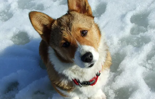 Картинка снег, собака, забавная