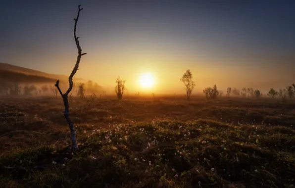 Field, flowers, tree, morning, fog, hill, sunrise, dawn
