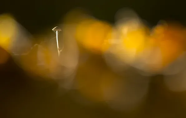 Осень, природа, грибы