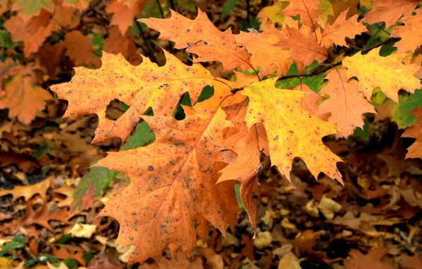 Autumn, leafs, fall, twig