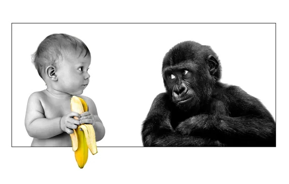 Картинка friendship, gorilla, banana, the person