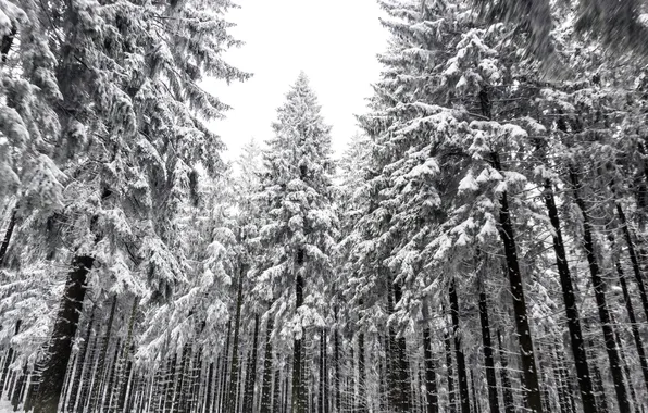 Картинка осень, снег, деревья