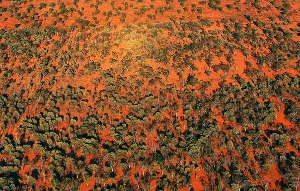 Деревья, краски, Австралия, Квинсленд