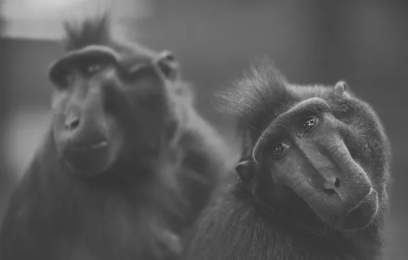 Взгляд, фото, две, ч/б, обезьяны, одна, смотрит
