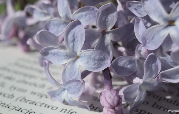 Flower, book, lilac