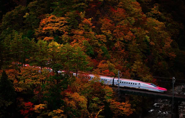 Осень, лес, деревья, поезд, железная дорога, Japan