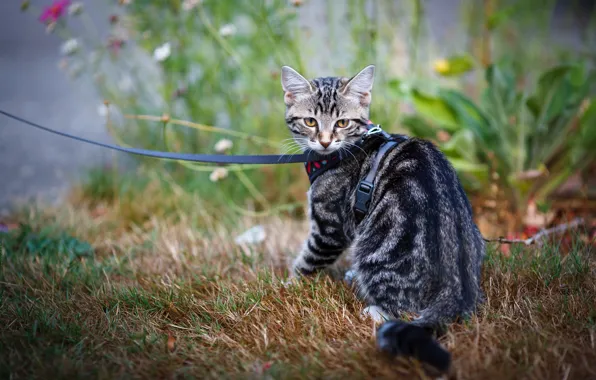 Кошка, трава, котенок, сад, поводок, котёнок
