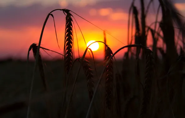 Пшеница, поле, солнце, макро, закат, фон, widescreen, обои