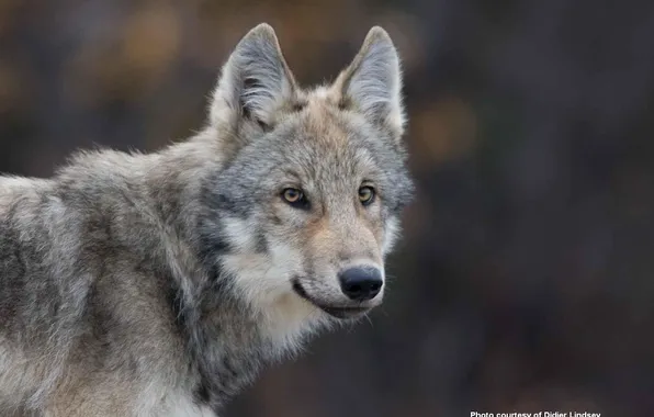 Nature, snow, predator, face, animal, wolf, wildlife, portrait