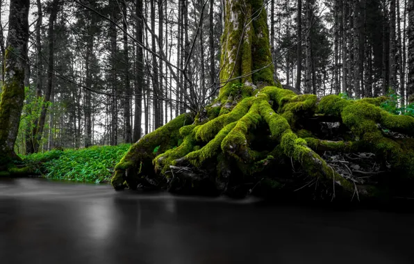 Картинка деревья, река, мох