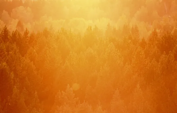 Картинка лес, свет, деревья, закат, оранжевый, тепло, сосны, верхушки