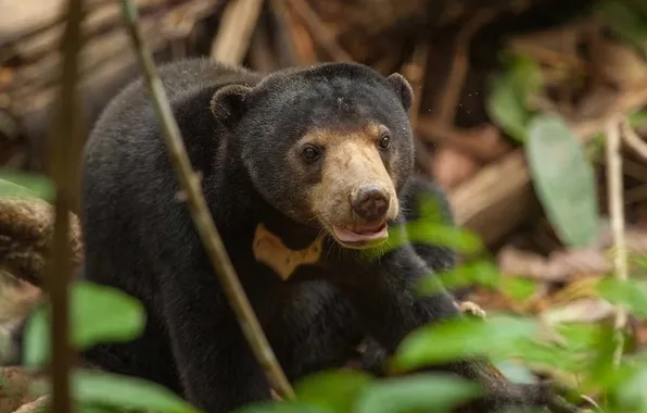 Bear, animal, Helarctos Malayanus Euryspilus, Bornean Sun Bear