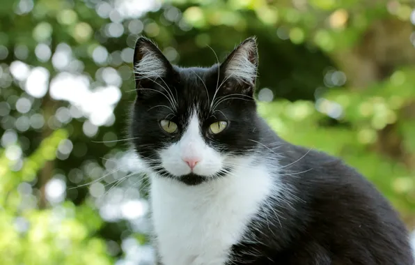 Картинка кошка, взгляд, черно-белая