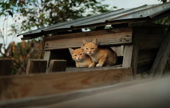 Крыша, кошки, котята, домик, рыжие, парочка, дуэт