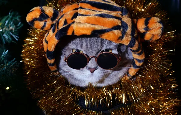 Кошка, кот, взгляд, морда, полоски, тигр, темный фон, серый