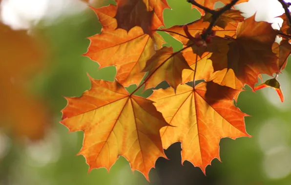 Картинка осень, листья, Макро, ветка, клен
