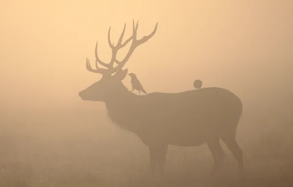 Картинка птицы, туман, олень
