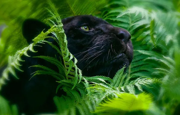 Картинка листва, пантера, большие кошки