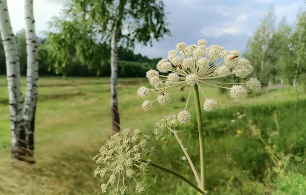Зелень, поле, лес, лето, небо, трава, деревья, природа