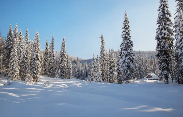 Картинка зима, лес, снег, деревья, избушка, ели, сугробы, Россия