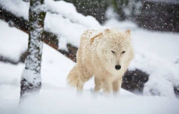 Картинка зима, снег, волк
