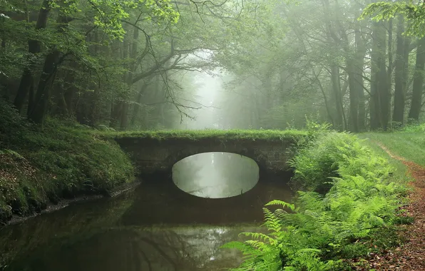 Картинка лес, пейзаж, мост