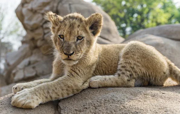 Кошка, камень, лев, детёныш, львёнок, ©Tambako The Jaguar