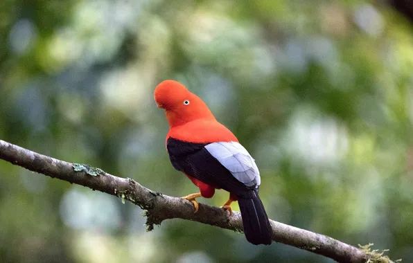 Forest, bird, branch, wildlife, cock-of-the-rock