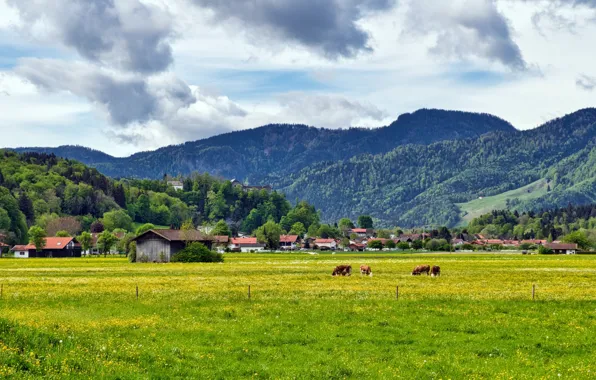 Горы, Германия, коровы, Бавария, луг, Rosenheim, Aschau im Chiemgau