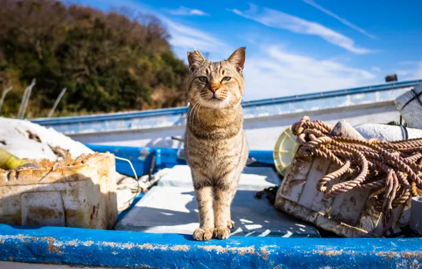 Картинка кот, взгляд, лодка, ухо