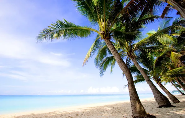 Картинка песок, пляж, лето, вода, деревья, пальмы, пейзажи