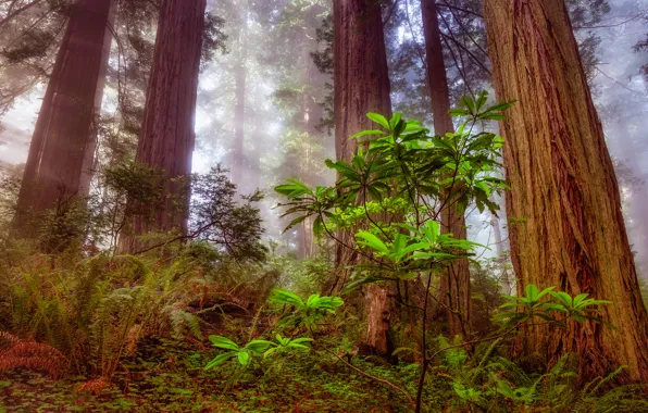 Forest, tree, sequoia, redwood