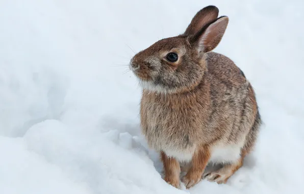 Картинка зима, снег, заяц, кролик, зайчик, зайчонок