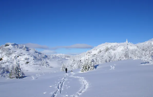 Картинка солнце, снег, блеск, Зима, собака, лыжник, елочки