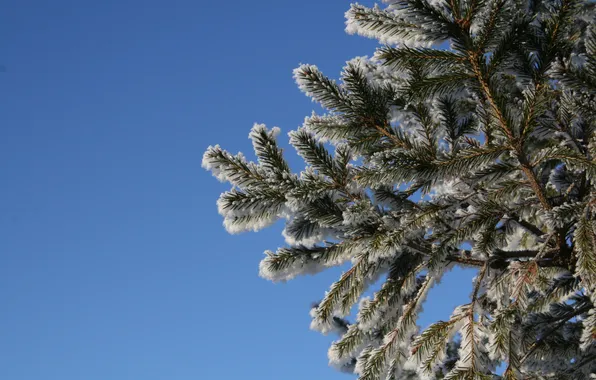 Картинка зима, снег, синий, дерево, Елка