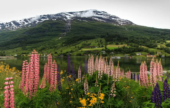 Цветы, горы, берег, Норвегия, залив, фьорд, люпин, Nordfjord Olden