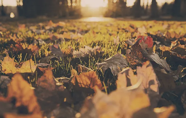 Картинка осень, трава, листья, желтый, листва, оранжевый. красный