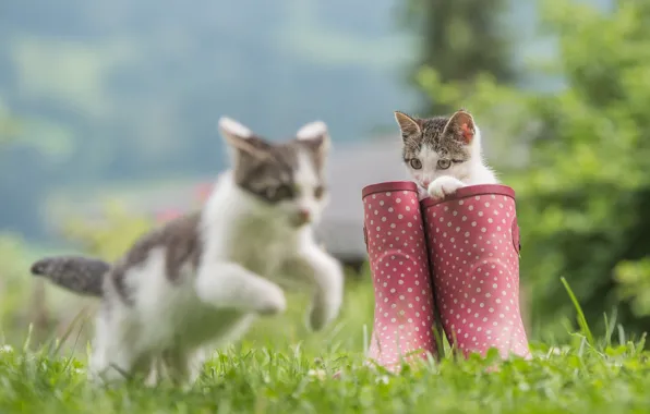 Кошка, трава, котенок, сапоги, котята, боке, резиновые