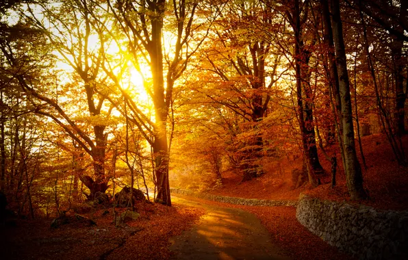 Картинка лес, листва, Осень, дорожка, autumn, leaves, path, fall