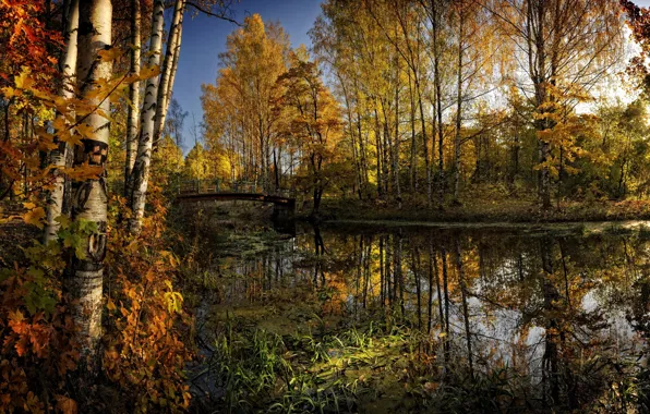 Картинка осень, лес, деревья, мост, желтые, речка