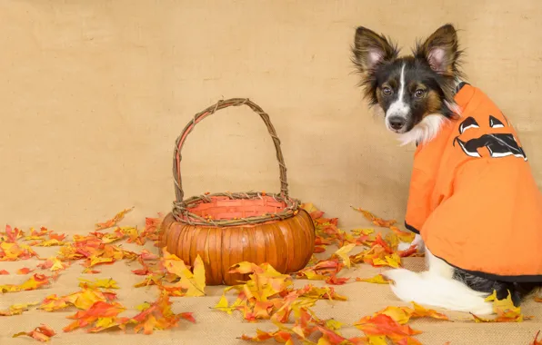 Осень, взгляд, листья, собака