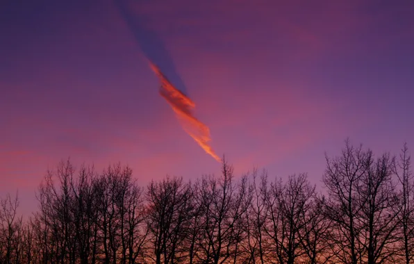 Sky, trees, nature, beautiful, clouds, mother nature