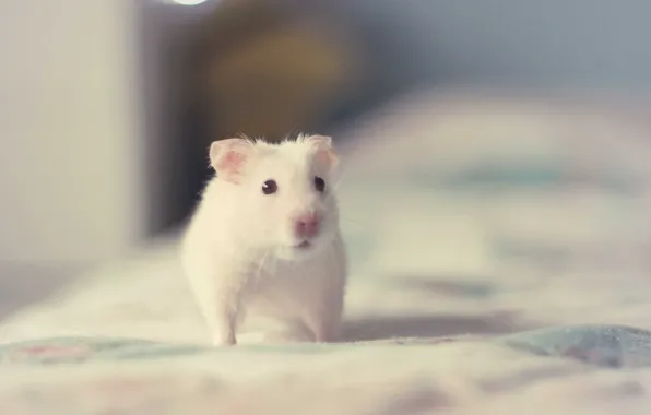 Картинка white, animals, hamster