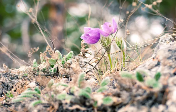 Цветы, природа, весна